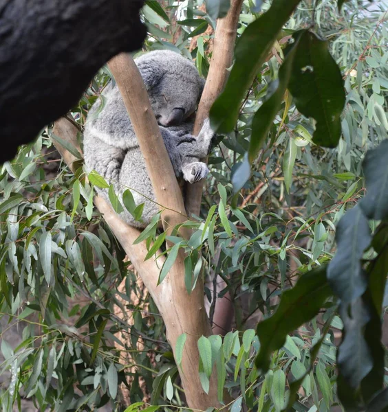 Koala Che Dorme Albero — Foto Stock