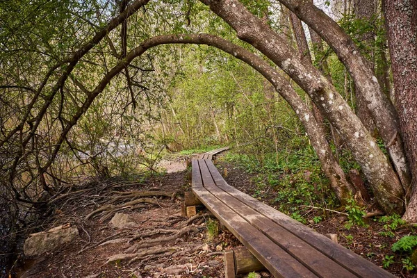 一条长长的木制小径穿过一片茂密的森林 — 图库照片