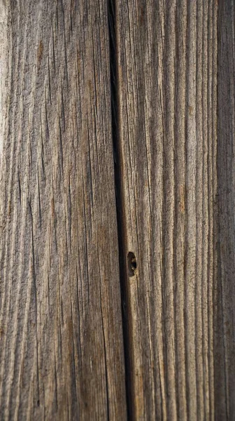나무껍질 딱정벌레 — 스톡 사진