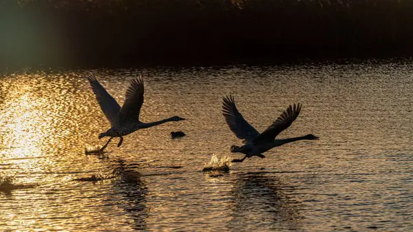 Whooper Swans Captured Flying Scenic Lake Sunbeams Touching Silky Water — Stock Photo, Image