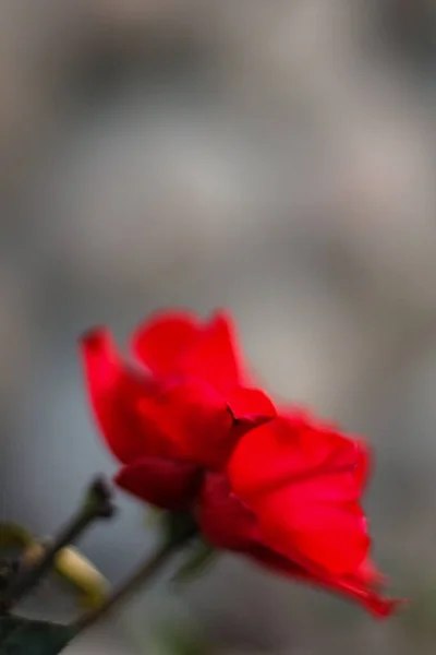 Tiro Close Vertical Uma Flor Rosa Vermelha Selvagem Florescendo — Fotografia de Stock