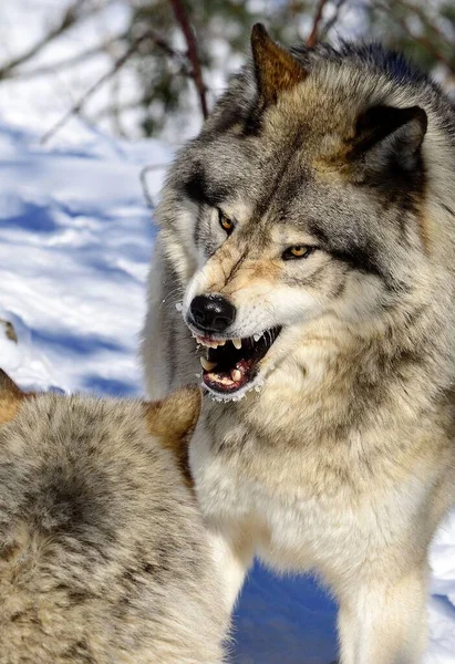 Δύο Νεαροί Λύκοι Πολεμούν Μεταξύ Τους Στο Χειμερινό Δάσος — Φωτογραφία Αρχείου