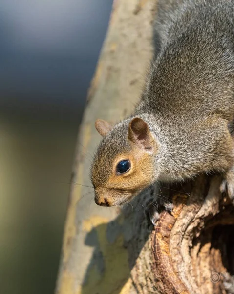 Eine Vertikale Nahaufnahme Eines Niedlichen Eichhörnchens Das Auf Einem Baumstamm — Stockfoto