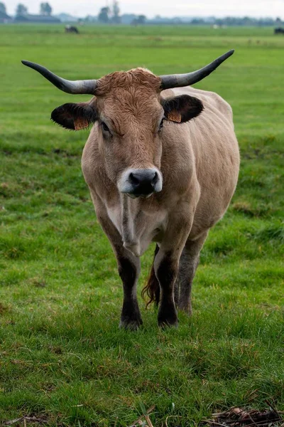 Vertikální Záběr Hnědé Krávy Poli — Stock fotografie