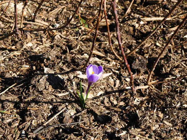 Крупный План Маленького Фиолетового Цветка Сухой Почве Солнечный День — стоковое фото