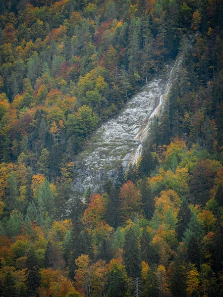 Vertikal Bild Skog Med Färgglada Träd Hösten — Stockfoto