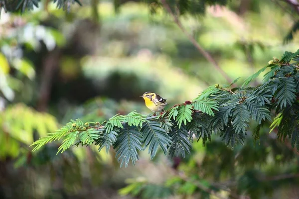 在阳光明媚的森林里 一只矮胖的布莱克伯尼小莺站在一根长满叶子的树枝上 — 图库照片