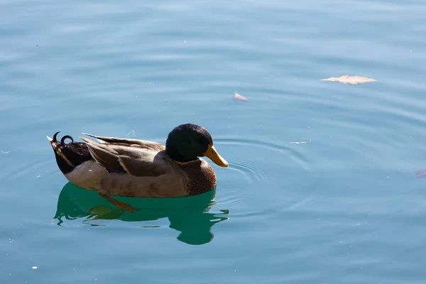 Cute Brown Duck Swimming Lake Sunny Day — Stock Photo, Image