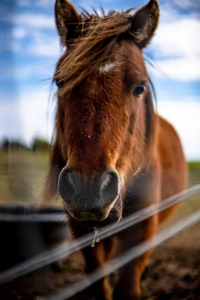 Eine Vertikale Nahaufnahme Eines Pferdes Hinter Einem Zaun Mit Selektivem — Stockfoto