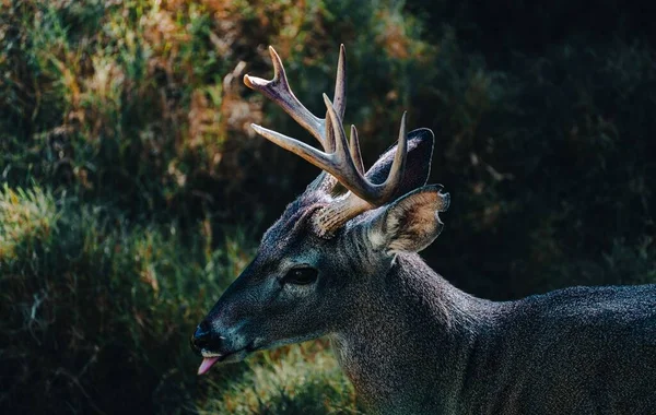 瓜达拉哈拉动物园白尾鹿的特写镜头 — 图库照片