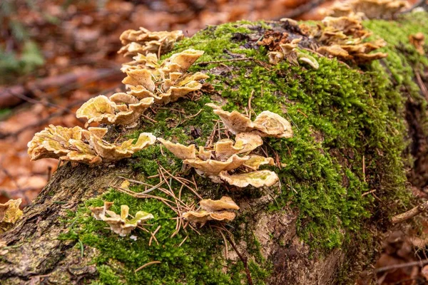 Nahaufnahme Eines Von Pilzen Und Moos Überwucherten Abgestorbenen Baumstammes — Stockfoto