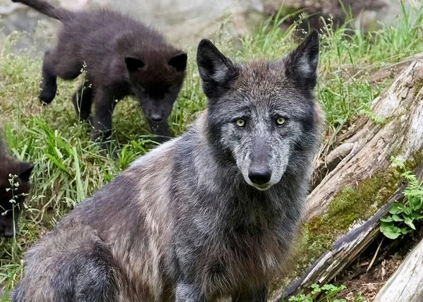 stock image A portrait of a black wolf in the forest in Ottawa, Canada