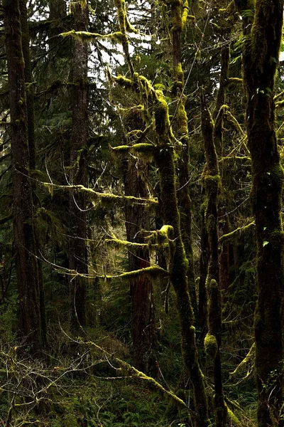一片青翠的森林里覆盖着苔藓的高大的树的垂直的照片 — 图库照片