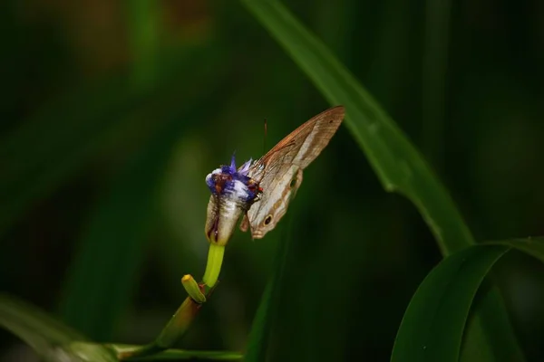 Közelkép Egy Aranyos Kis Barna Pillangóról Ami Egy Lila Virághoz — Stock Fotó