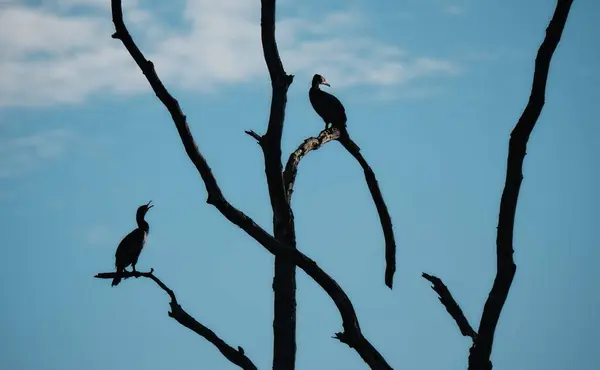 Black Cormorants Sihoulette Dead Tree Blue Sky Black Branches Light — Stock Photo, Image