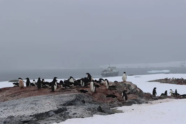 Ujęcie Krajobrazu Kolonii Pingwinów Spacerujących Śniegu Pod Białym Niebem — Zdjęcie stockowe