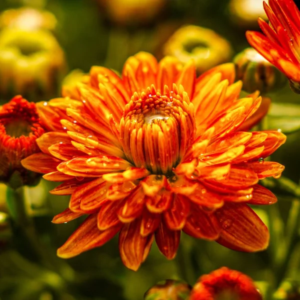 A closeup shot of a blooming orange chrysanthemum flower in a garden