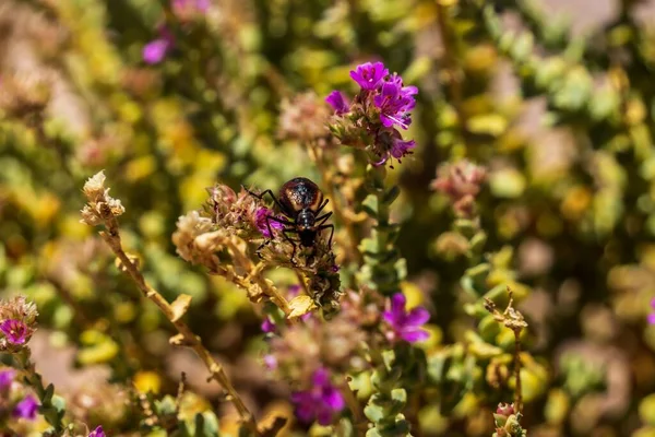 Foco Seletivo Meloinae Flores Lilás Que Crescem Deserto Atacama Chile — Fotografia de Stock