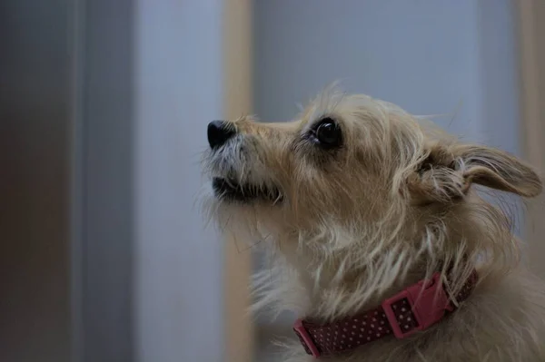 Gros Plan Chien Cairn Terrier Avec Collier Rouge Regardant Vers — Photo
