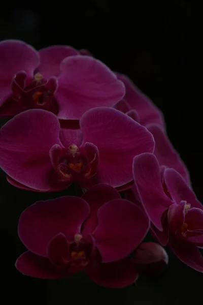 Koyu Arkaplanda Pembe Orkidelerin Dikey Çekimi — Stok fotoğraf
