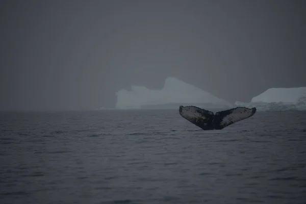 Queue Une Baleine Apparaissant Dessus Surface Une Mer Sombre Sous — Photo