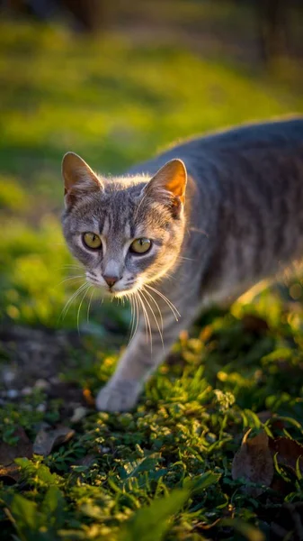 Vertical Closeup Cat Walking Outdoors Blurred Background — Stock Photo, Image