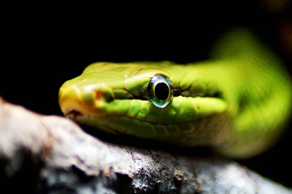 黒い背景に隔離された木の枝に這う緑のヘビのクローズアップショット — ストック写真