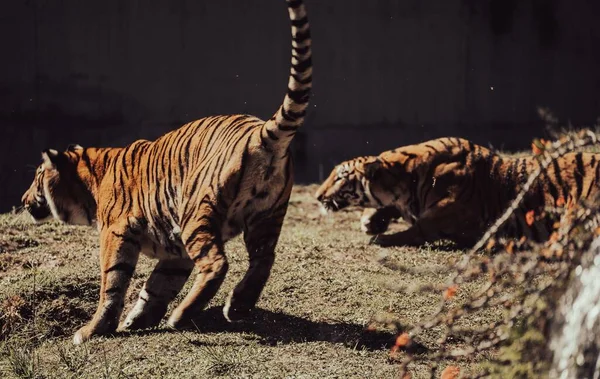Tres Tigres Reales Bengala Zoológico Guadalajara Actuaron Muy Enérgicos Curiosos — Foto de Stock