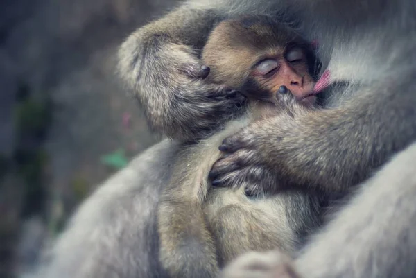 Mladý Japonský Macaque Kojení Své Matce Macaque — Stock fotografie