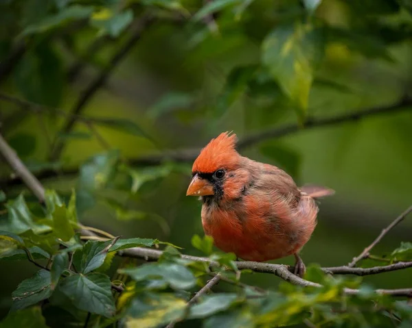 在木枝上栖息着一只红红雀的特写镜头 — 图库照片