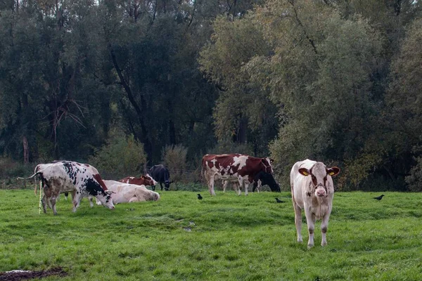 Grupo Vacas Campo — Fotografia de Stock