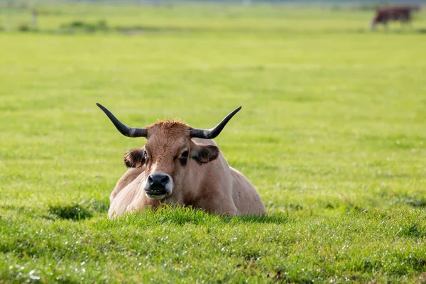 stock image A closeup shot of a cattle in the field