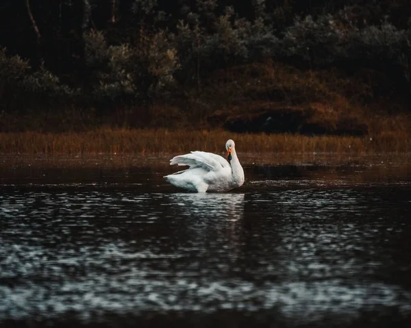 Lebădă Albă Frumoasă Fluturând Aripile Sale Maiestuoase Într Lac Din — Fotografie, imagine de stoc
