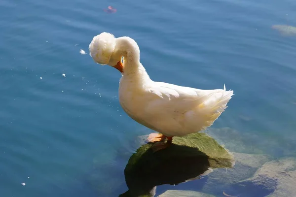 Lindo Pato Blanco Pekin Posado Sobre Una Piedra Lago Acicalándose —  Fotos de Stock
