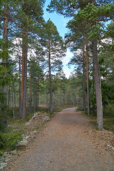 Eine Vertikale Aufnahme Eines Wanderweges Einem Wald Mit Hohen Kiefern — Stockfoto