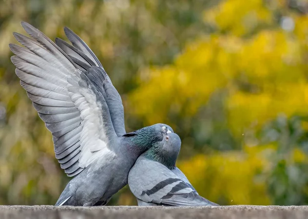 Une Paire Pigeons Rock Dansants Sur Fond Jaune Flou — Photo