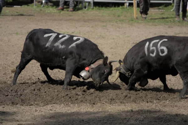Siyah Ineğin Güneş Işığında Boynuzlarıyla Dövüştüğü Geleneksel Bir Festival — Stok fotoğraf