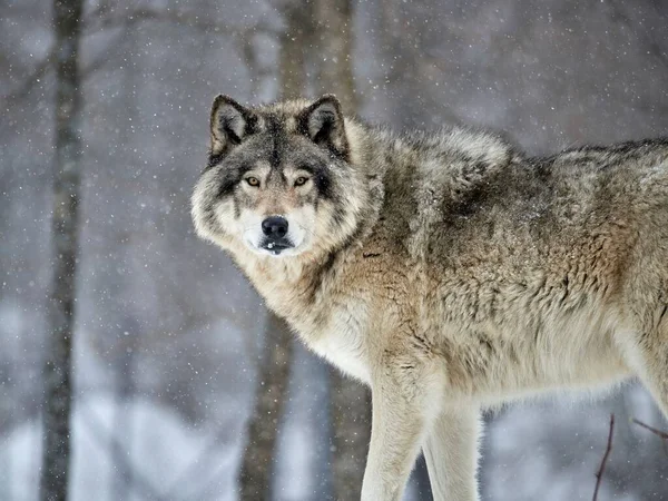 冬天森林里的一只年轻的森林狼 — 图库照片