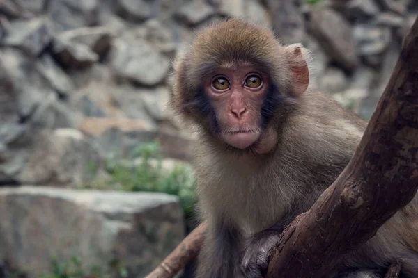 Nuori Japanilainen Macaque Istuu Puupinnalla Eläintarhassa — kuvapankkivalokuva