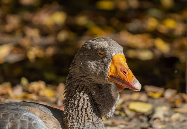 Güneşli Bir Günde Yapraklarla Kaplı Bir Tarlada Oturan Oland Goose — Stok fotoğraf