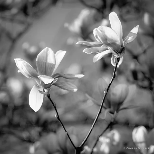 Eine Graustufen Nahaufnahme Von Schönen Blühenden Blumen Einem Garten — Stockfoto