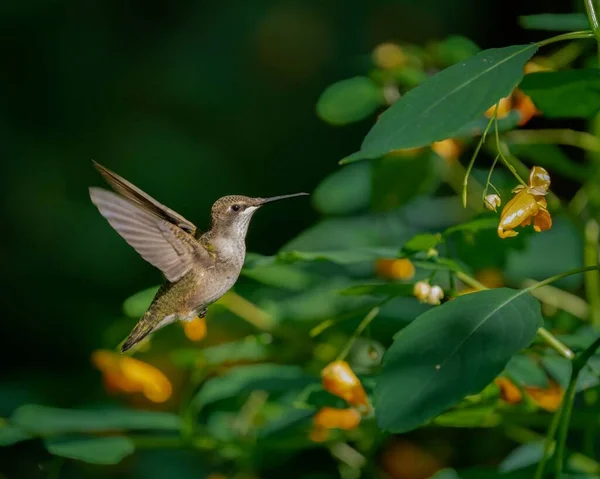 拍到一只美丽的蜂鸟飞来飞去喝花的特写 — 图库照片