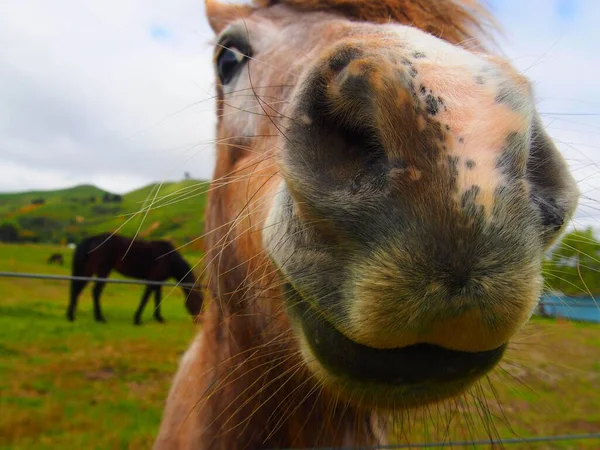 Nahaufnahme Des Gesichts Eines Pferdes Vor Verschwommenem Hintergrund — Stockfoto