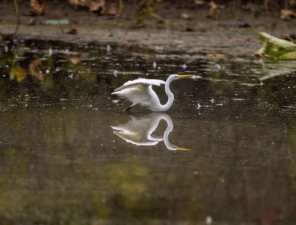 Naturskön Utsikt Över Stunden Flykt Vit Stor Egret Från Damm — Stockfoto