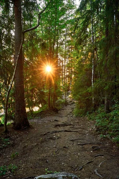 Eine Vertikale Aufnahme Eines Wanderweges Einem Wald Mit Hohen Kiefern — Stockfoto