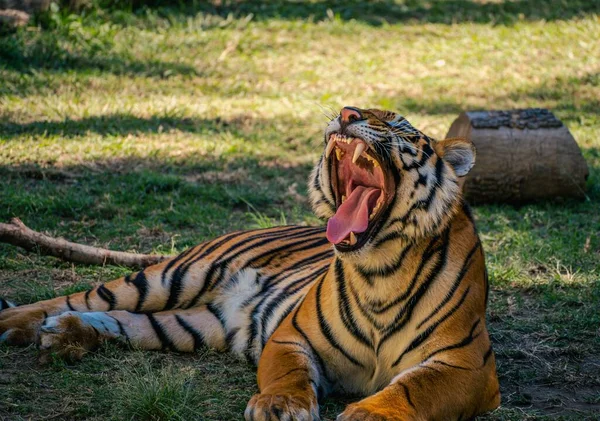 과달라하라 동물원에 마리의 벵골호랑이는 활동적 호기심많고 장난기있는 행동을 하였다 그들은 — 스톡 사진