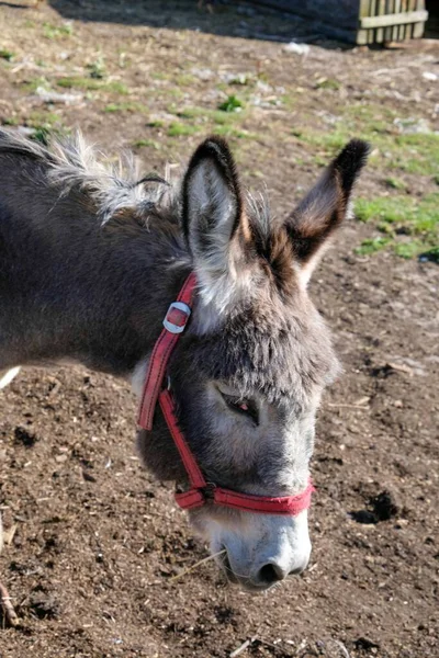 stock image A vertical closeup shot of a donkey with a red muzzle