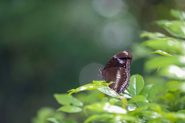 Yeşil Bir Yaprağa Konmuş Mavi Kelebeğinin Yakın Çekimi — Stok fotoğraf