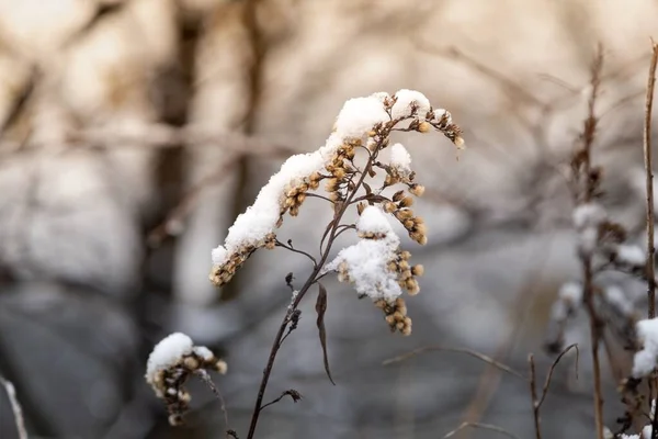 Detailní Záběr Suchých Rostlin Pokrytých Sněhem Lese — Stock fotografie