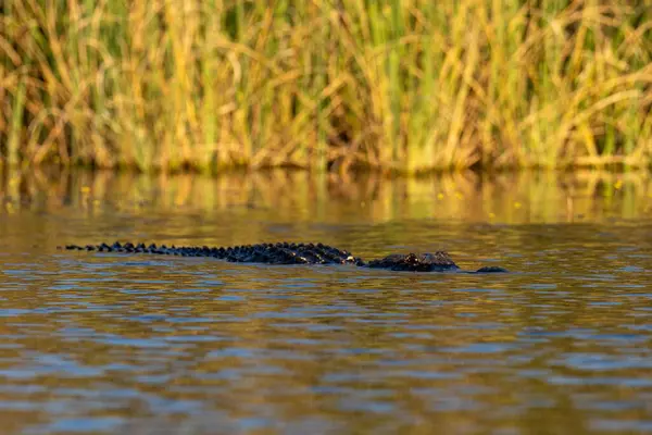 Närbild Alligator Som Simmar Damm — Stockfoto